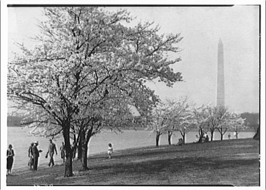 A black-and-white photo of the tidal basin with cherry blossom trees in bloom, visitors walking along the path and the Washington Monument in the distance..