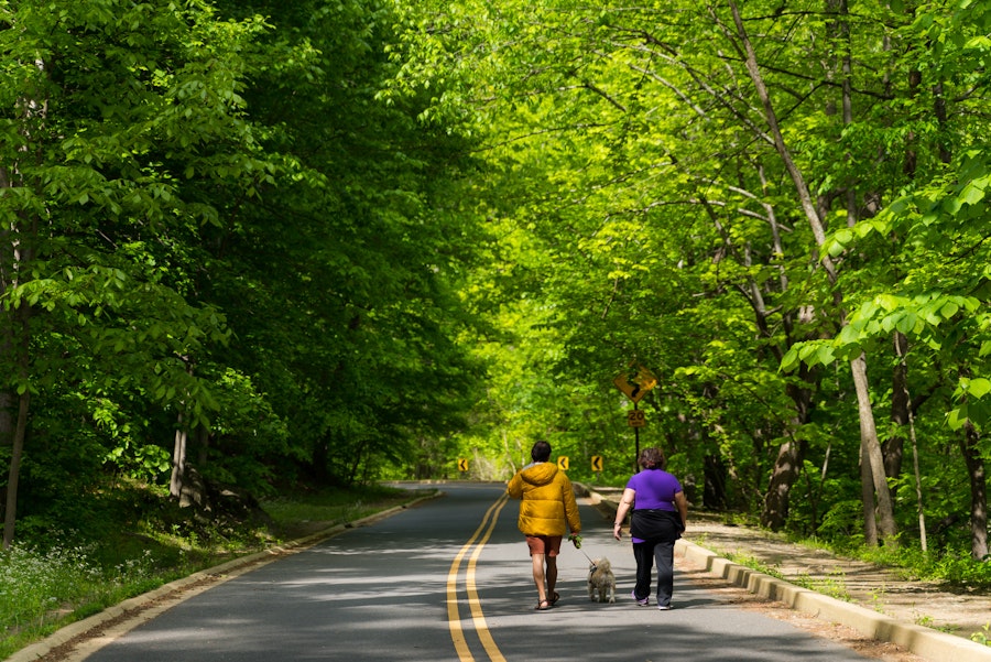 Two people walk on an empty road through the bright green trees of Rock Creek Park.